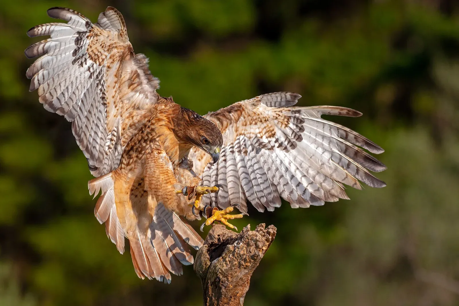 A red-tailed hawk in flight, descending toward a falconer's gloved hand during a training session.