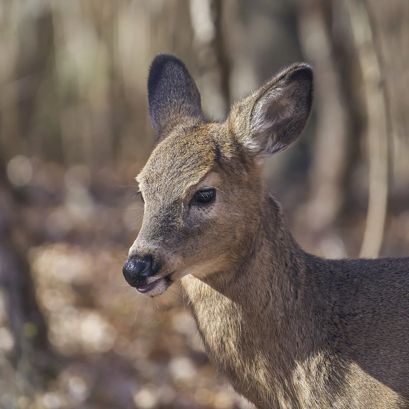 A white-tailed deer standing in an open cemetery setting in Hartford, Connecticut, showing the animal's full body profile with characteristic reddish-brown coat and white tail