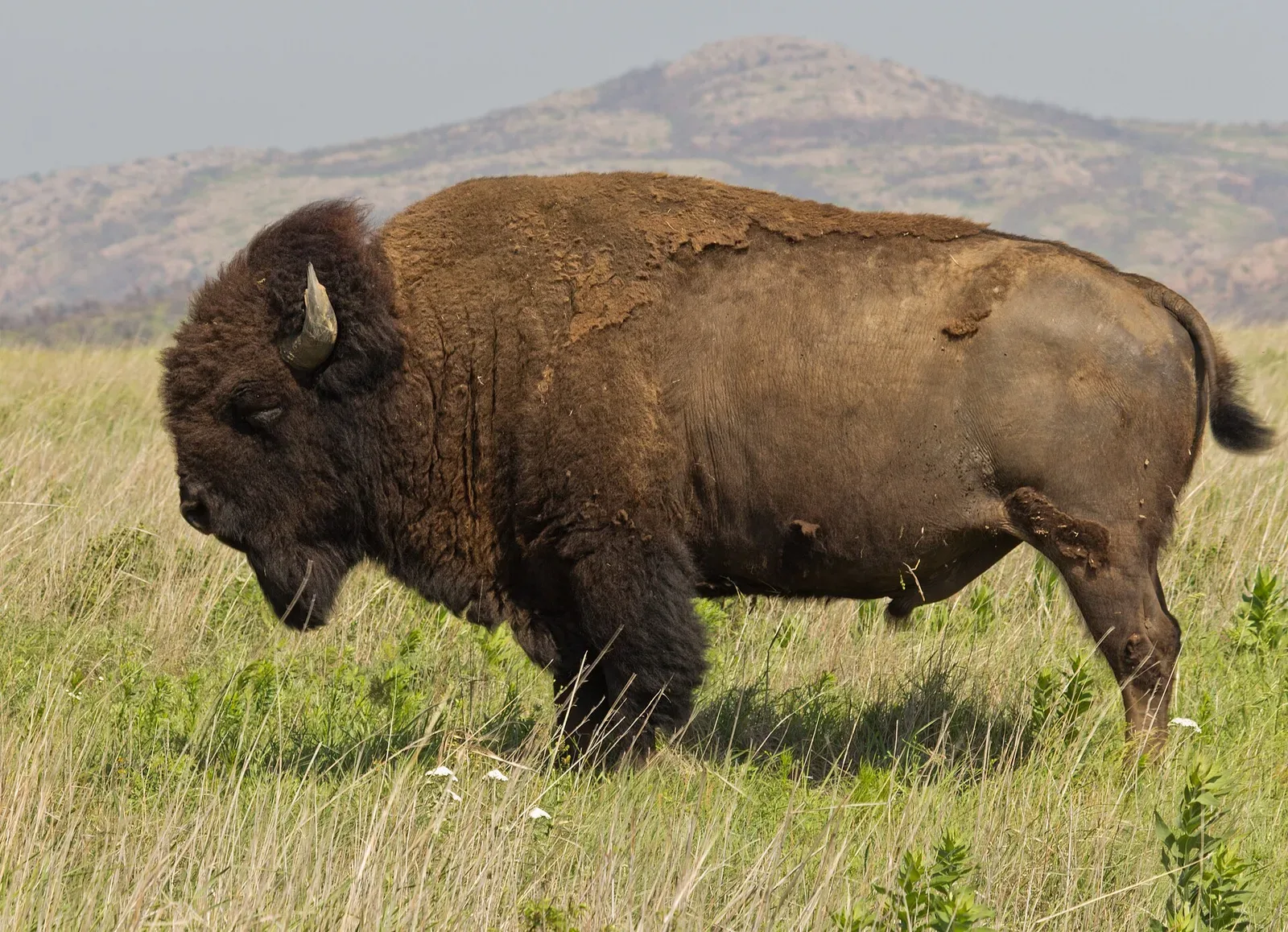 A bison standing in grassland at the Wichita Mountain Wildlife Refuge in Oklahoma, showing the animal's characteristic large frame, dark brown coat, and prominent shoulder hump.