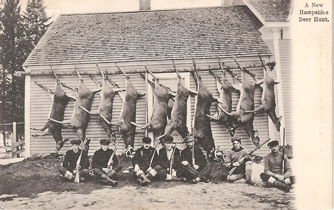 Vintage postcard from circa 1910 showing hunters with harvested deer in New Hampshire