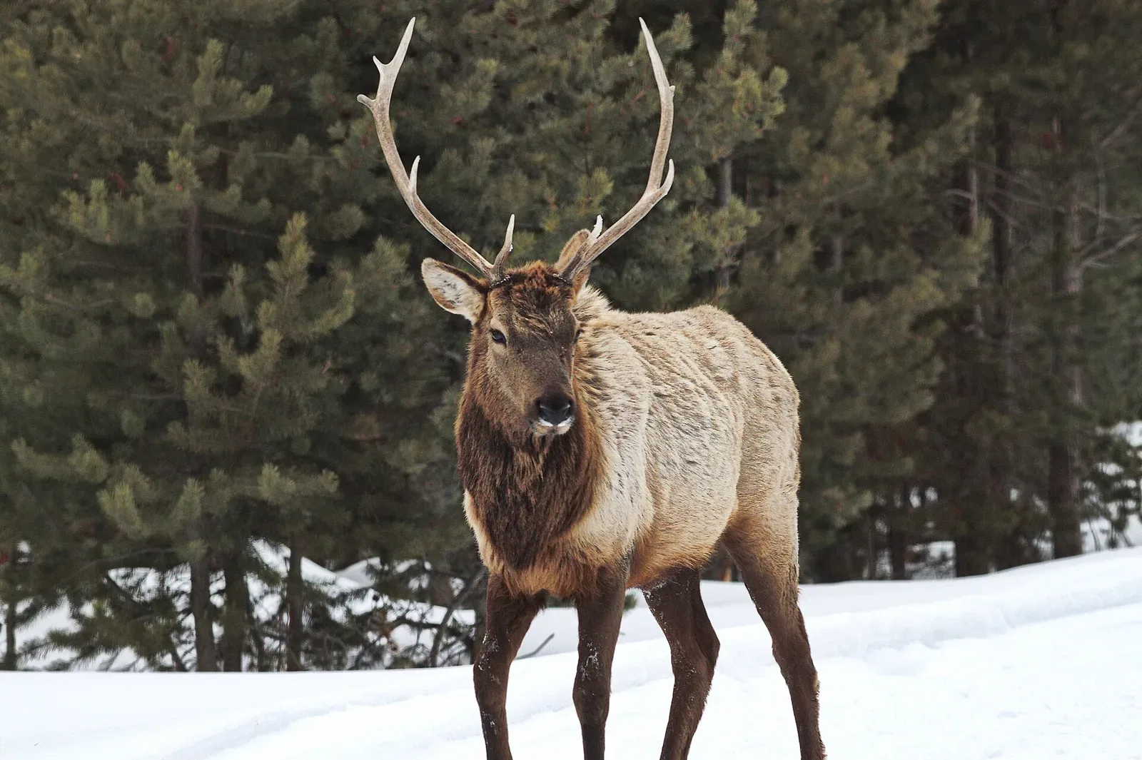 An elk bull standing on a trail in Yellowstone National Park, approximately 15 feet from the photographer, showing the animal's full body and distinctive antlers in a natural setting.