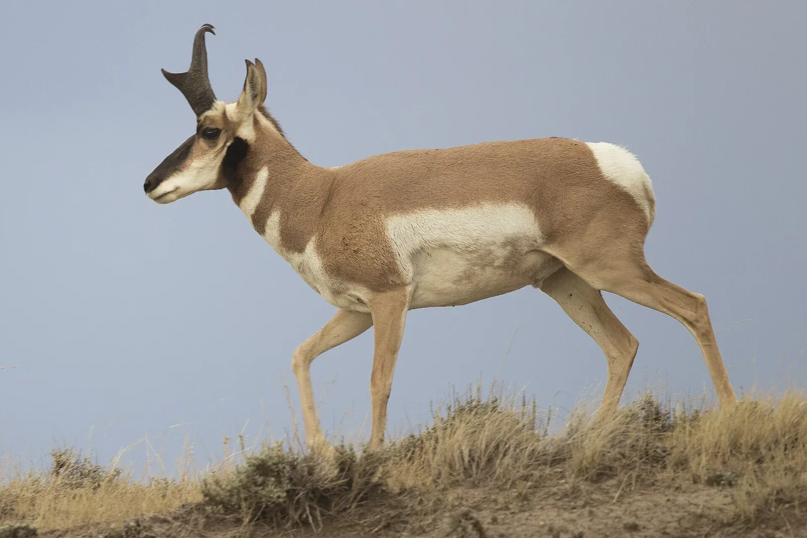 Adult male pronghorn antelope standing in sagebrush habitat in Wyoming, displaying characteristic tan and white coloring and black facial markings