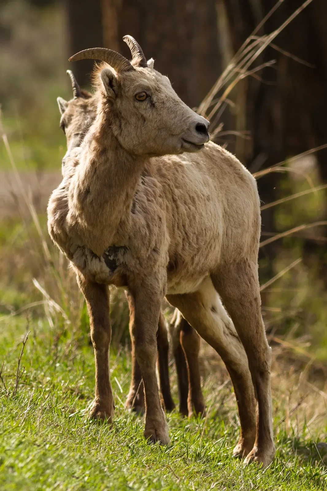Female Rocky Mountain bighorn sheep standing in sagebrush habitat in Yellowstone National Park