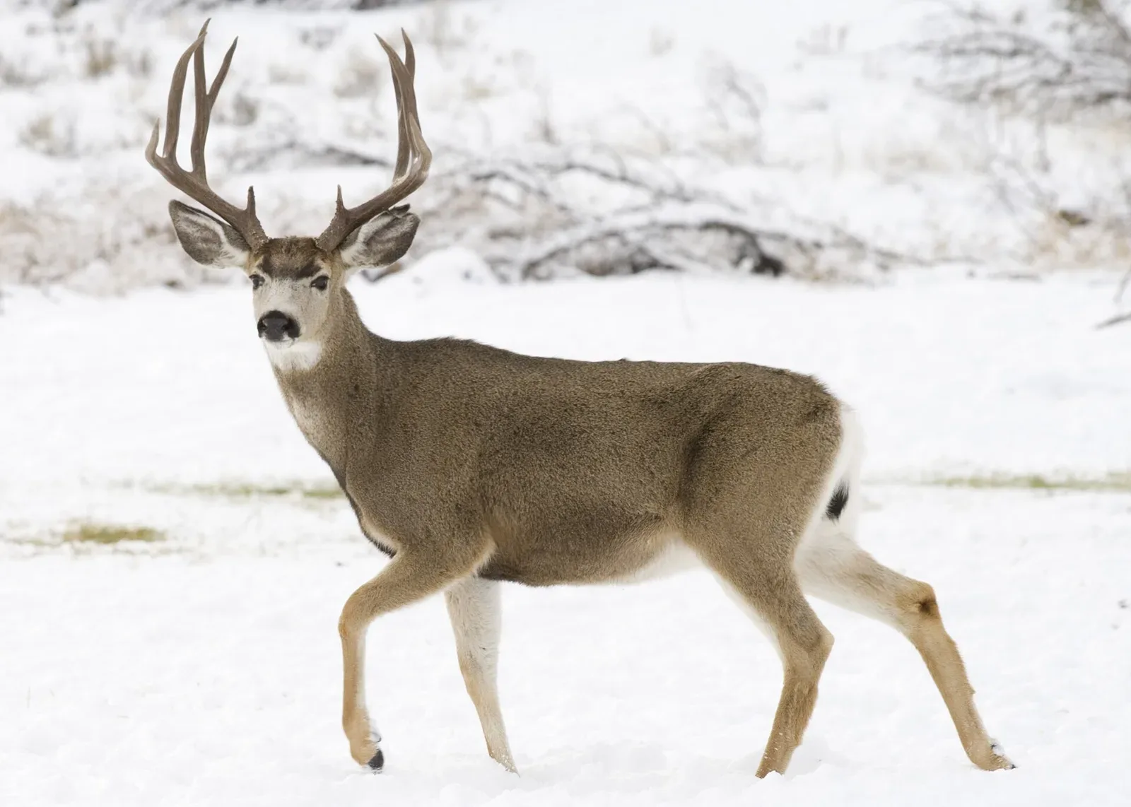 A mule deer buck standing in sagebrush habitat at Elk Creek, displaying characteristic large ears and forked antlers.