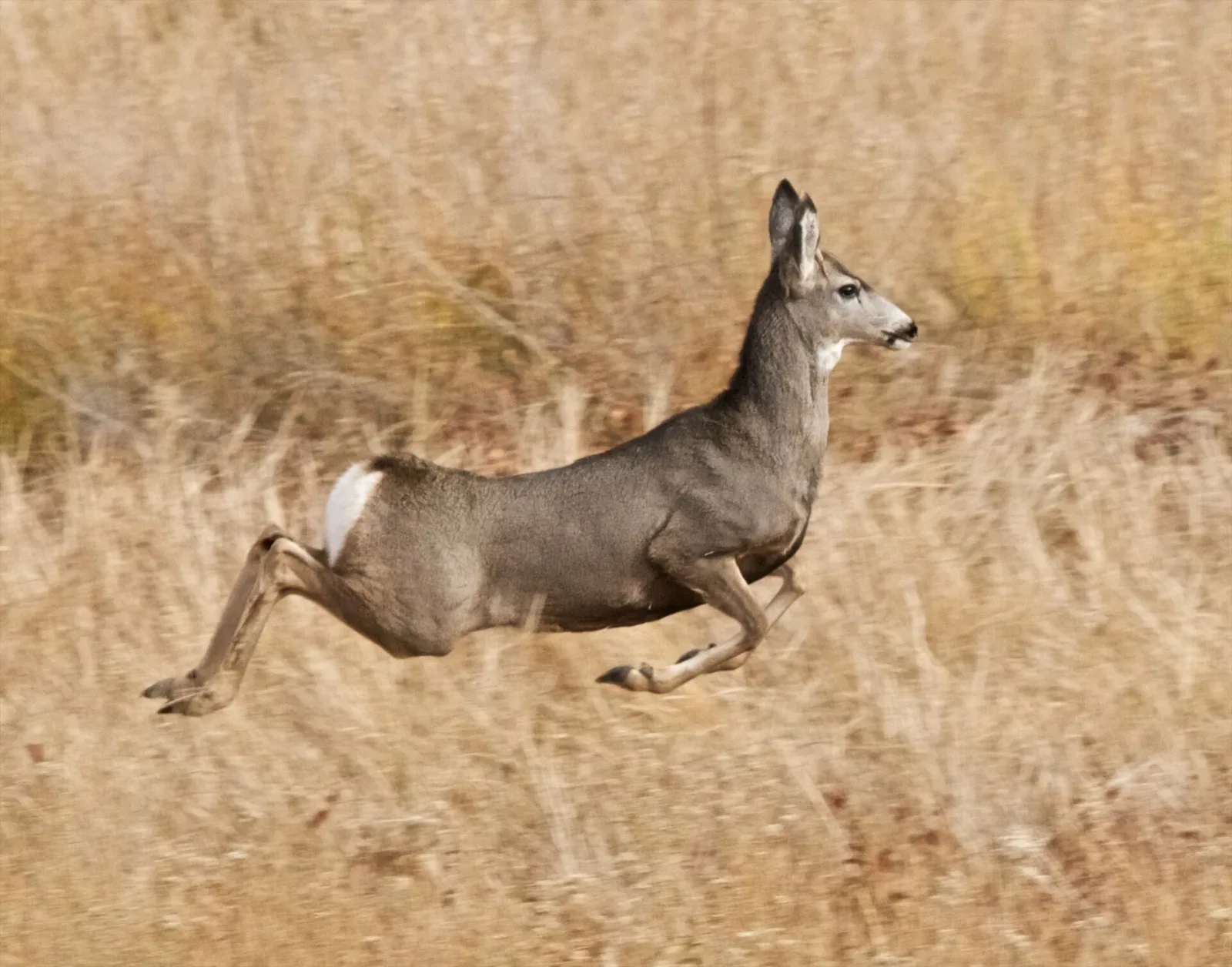 A mule deer stotting (jumping with stiff legs) at Pahranagat National Wildlife Refuge in Nevada.