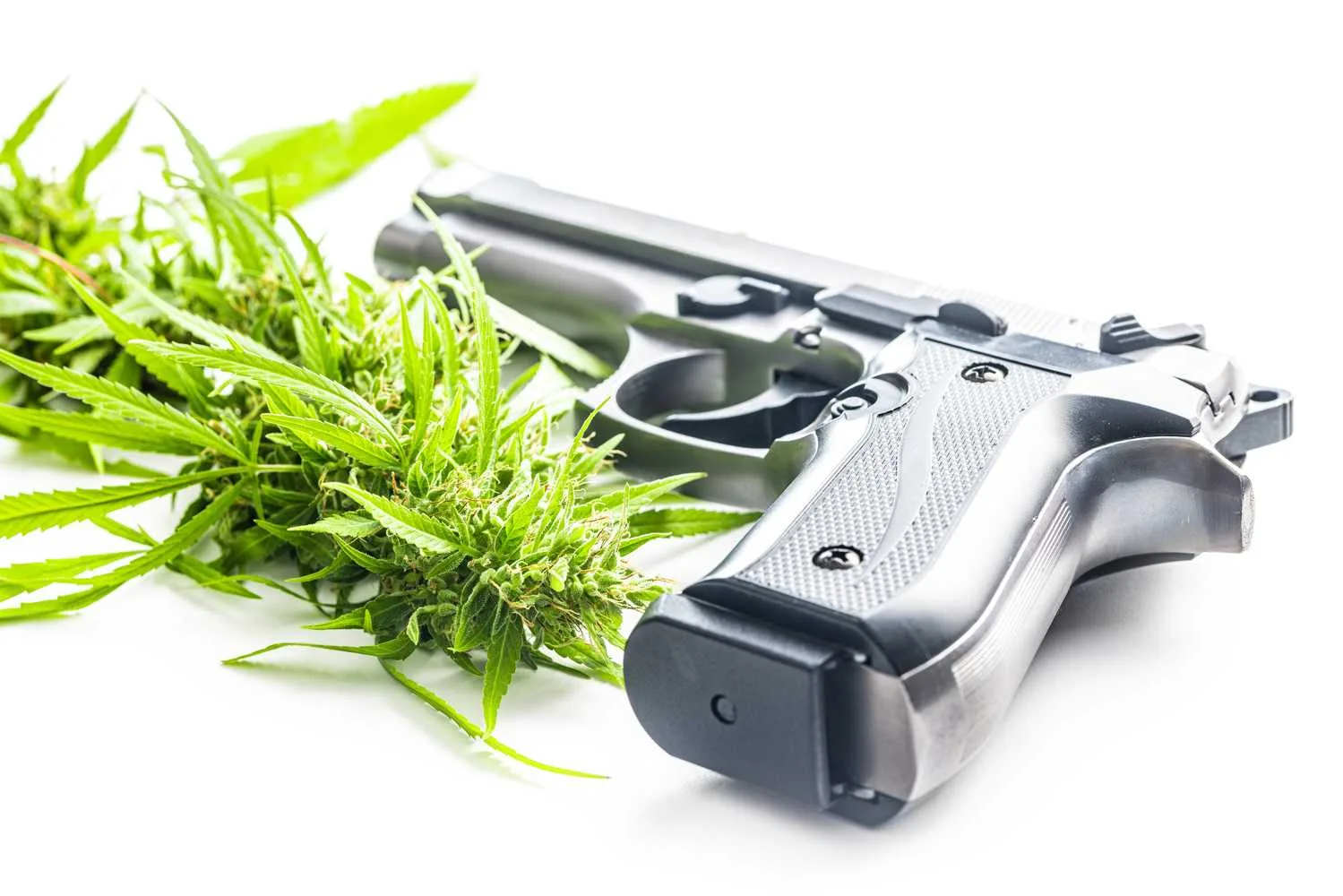 NRA, NORML Back Same Brief
