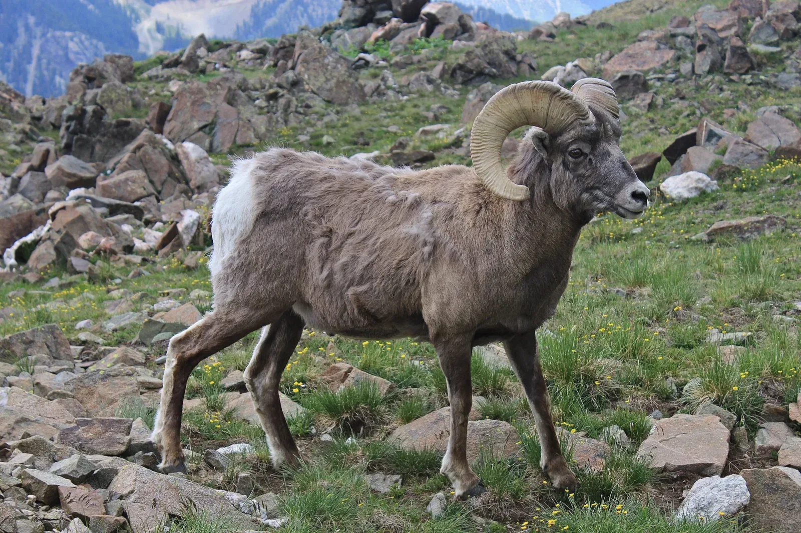 A Rocky Mountain bighorn sheep standing in alpine terrain near the summit of Mount Wheeler in New Mexico, showing the animal's full body with characteristic curved horns.