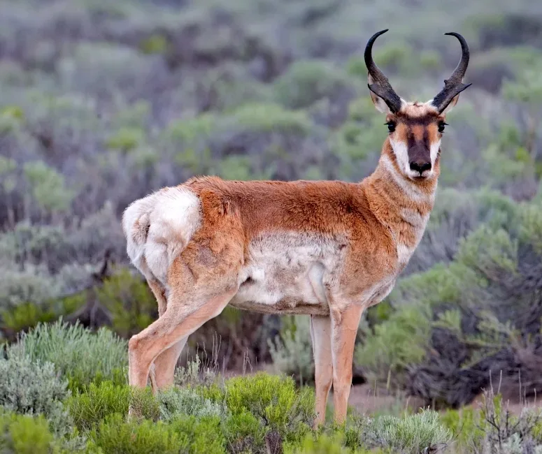 Adult pronghorn (Antilocapra americana) standing in sagebrush habitat on Cabin Lake Road near Fort Rock, Oregon.