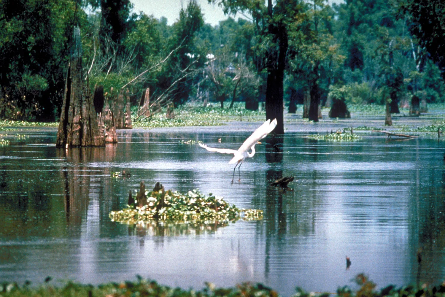 Wetland landscape of the Atchafalaya Basin in Louisiana, showing marsh habitat with water and vegetation