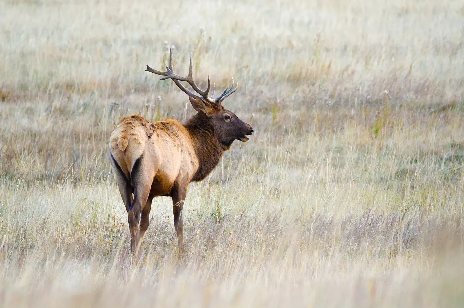 Rocky Mountain elk standing in natural habitat, showing the animal's full body and distinctive features