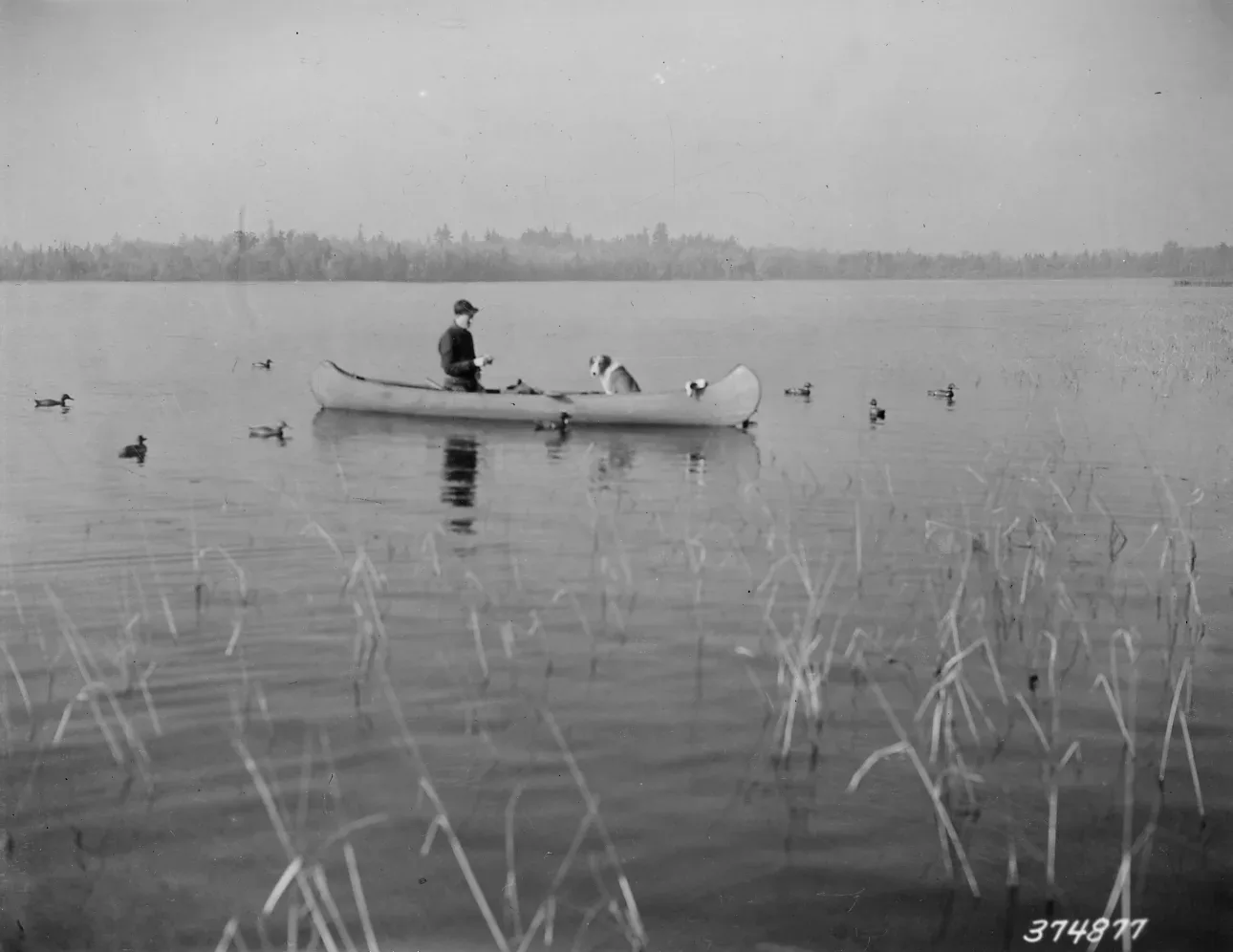 Duck hunter in a wetland setting with visible decoys positioned around him in the water