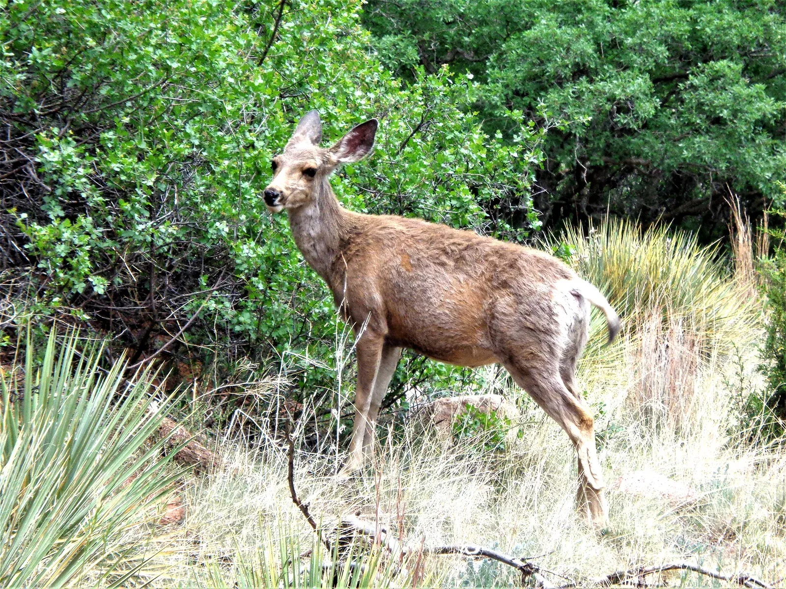 Female mule deer standing alert in rocky terrain with sparse vegetation at Garden of the Gods, Colorado Springs