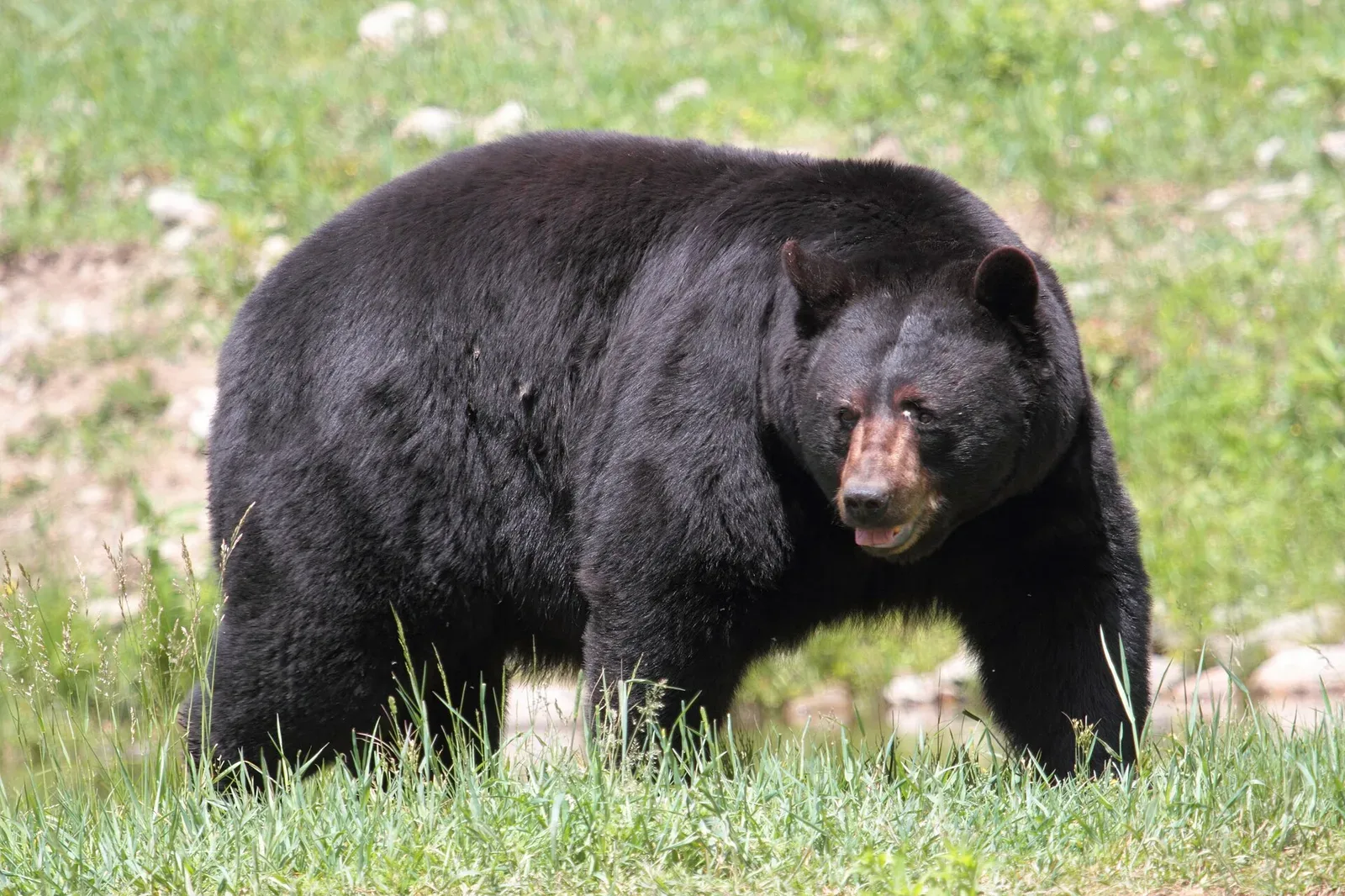 An American black bear standing in a natural outdoor setting at Parc Omega wildlife park in Quebec, Canada.