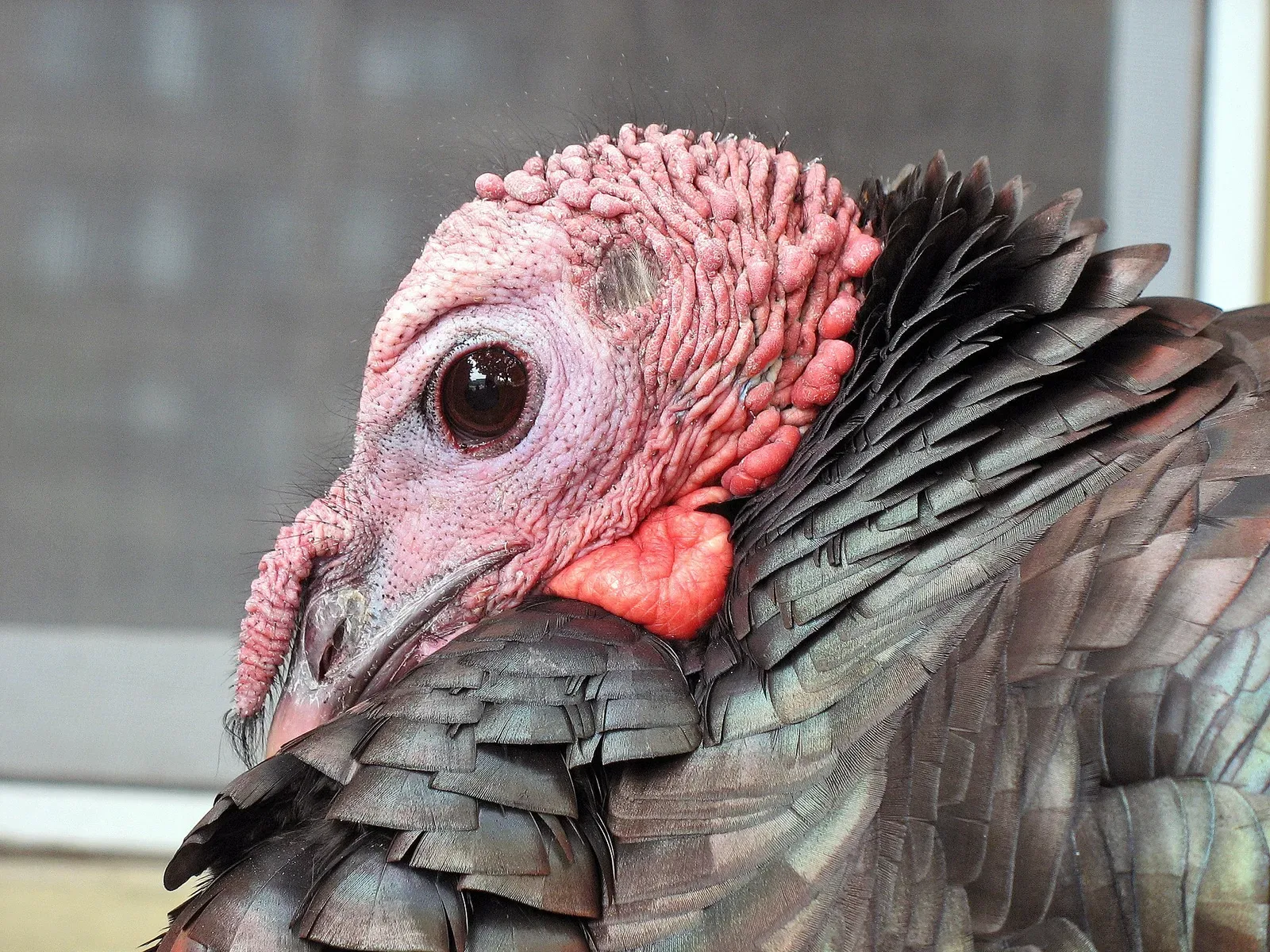 Male wild turkey displaying full plumage with fanned tail, iridescent body feathers, and characteristic red and blue head coloring in an outdoor setting.