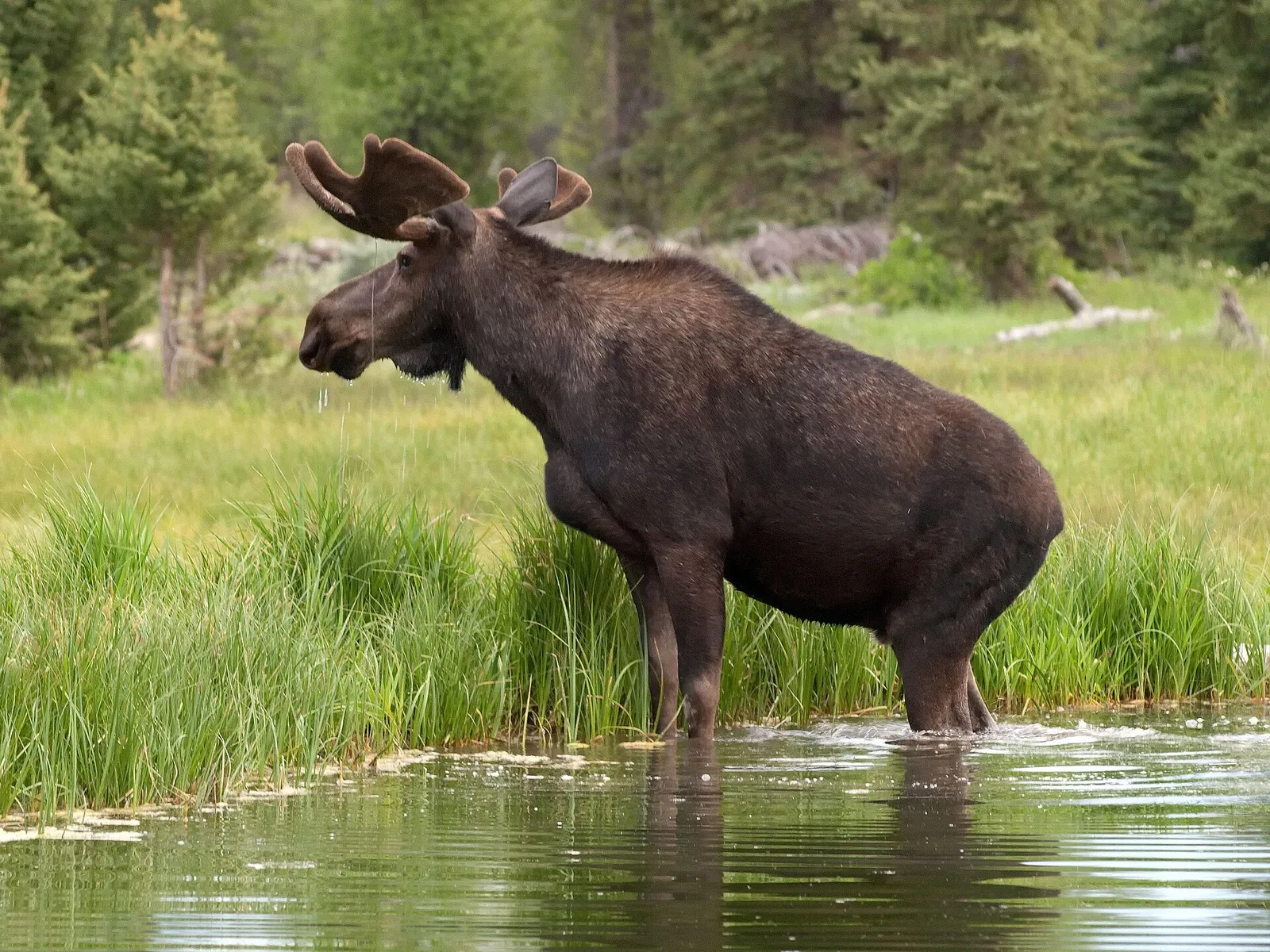 A bull moose browsing vegetation at the edge of a beaver pond with the Grand Teton mountains visible in the background